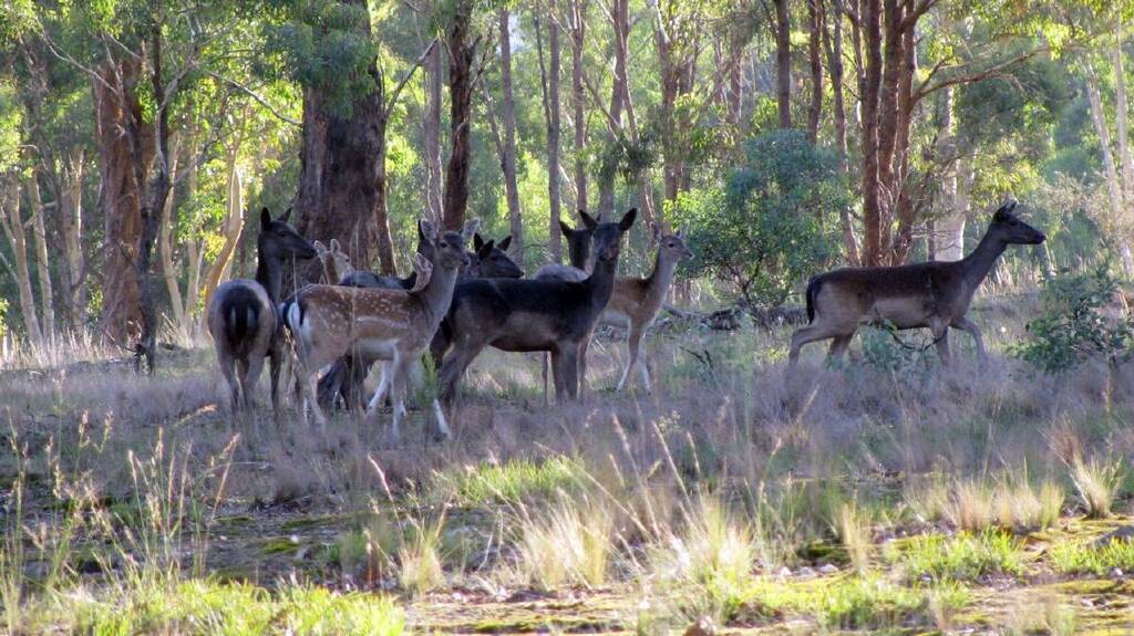 Deer standing in a wooded forest surrounded by trees and natural foliage