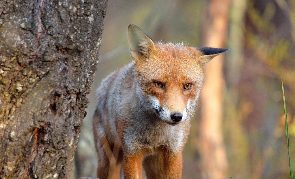 A red fox moving through open farmland, illustrating the impact of fox activity on rural properties across NSW.