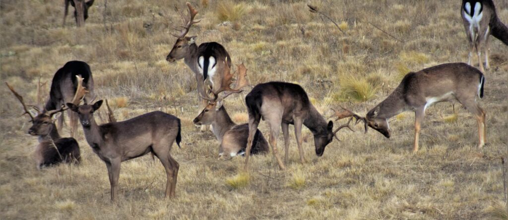Deer standing in open grassland with low vegetation and open horizon