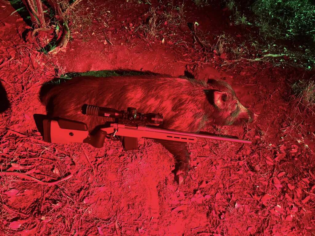 Feral pig carcass after professional pest‑management operation in rural NSW