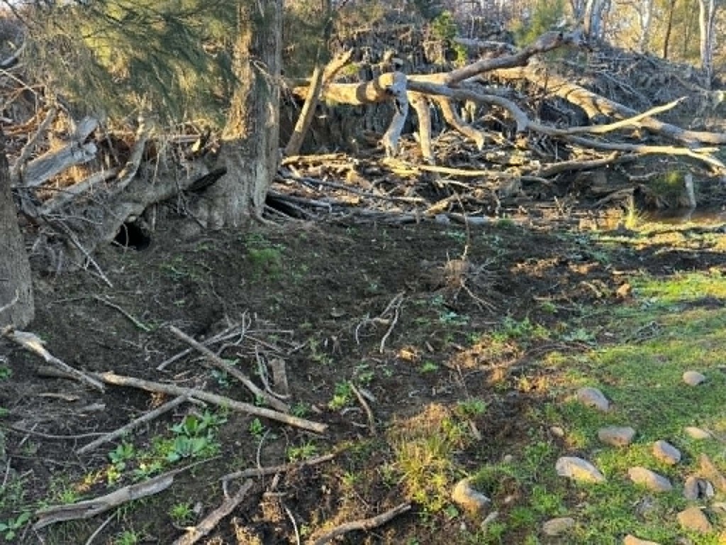 Feral pig control operation on rural property in Central West NSW