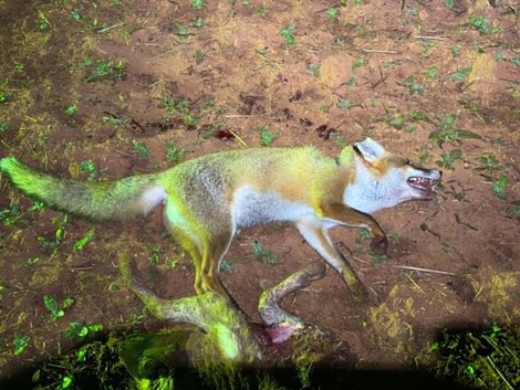 Feral fox shot after attacking lamb, demonstrating impact of fox predation on livestock in rural NSW