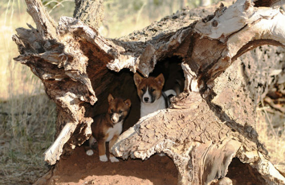 Wild dog pups located in a log den, a common challenge for rural pest‑management programs in NSW