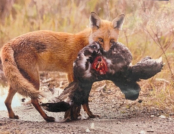 Fox causing problem with chickens