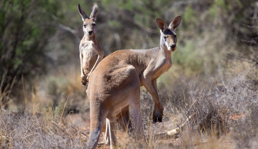This image shows kangaroos in a natural bush setting on a rural Australian property. Kangaroos are a common part of the landscape, and their presence highlights the interaction between native wildlife and agricultural environments. In some regions, high kangaroo numbers can contribute to grazing pressure and pasture competition, making wildlife‑aware land‑management strategies important for maintaining healthy ecosystems and productive farmland